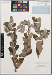 Foto von Salix cinerea L.
